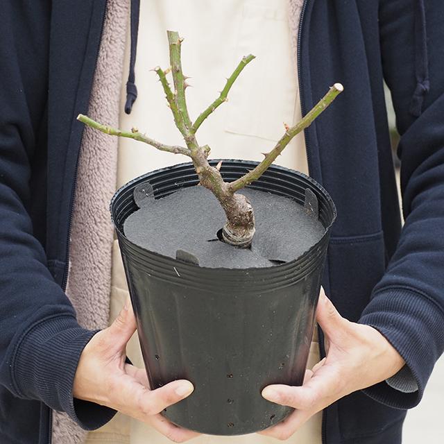 バラ 苗 【マチルダ (FL) 中輪 四季咲き】 2年生 接ぎ木 大苗 : 苗木の