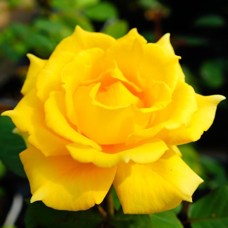 専用になりました。トルコ、薔薇4点 🌹薔薇園ムラコ🌹 on X