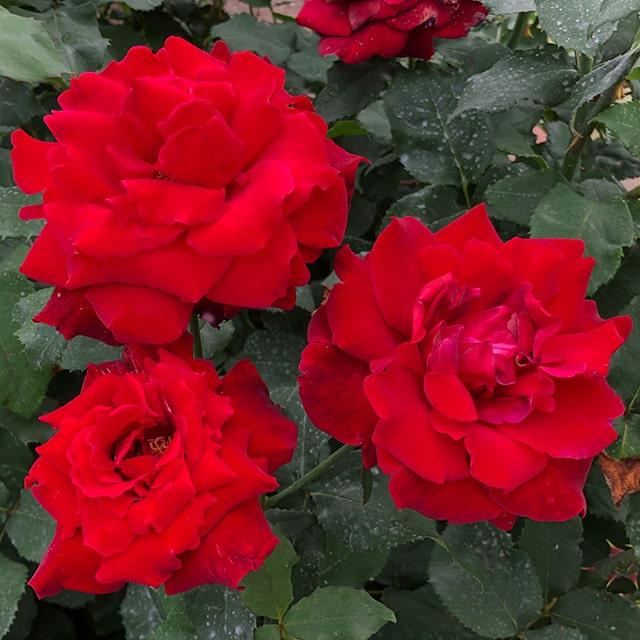 バラ 苗 【キャラミア (HT) 大輪 四季咲き】 2年生 接ぎ木 大苗 : 苗木