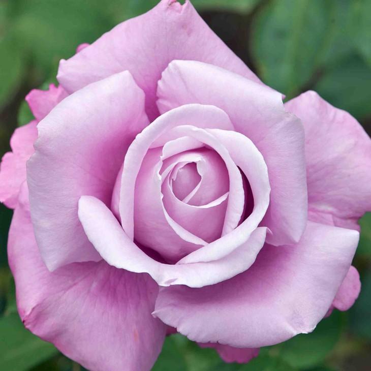 バラ 苗 栽培セット シャルルドゴール Ht 大輪 四季咲き 1年生 接ぎ木苗 栽培セット 専用土 化成肥料 スリット鉢付き Tn07 095t001 01 Sb 苗木の専門店 グリーンでgo 通販 Yahoo ショッピング