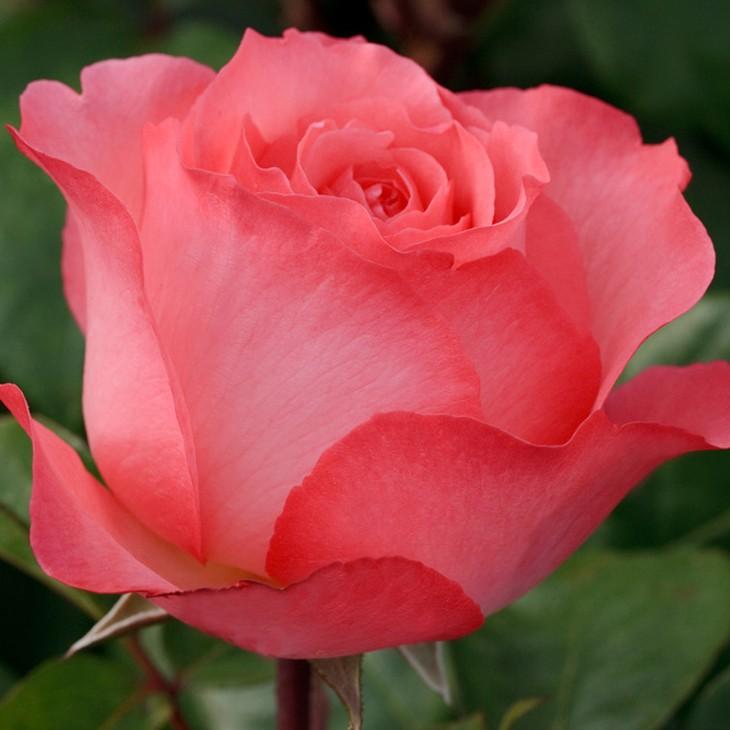 バラ 苗 ピンクパンサー Ht 大輪 四季咲き 2年生 接ぎ木 大苗 Tn07 106t002 01 苗木の専門店 グリーンでgo 通販 Yahoo ショッピング