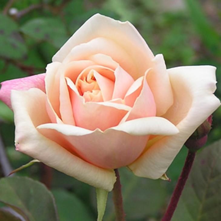 バラ 苗 栽培セット サフラノ Old オールドローズ 中輪 四季咲き 1年生 接ぎ木苗 栽培セット 専用土 化成肥料 スリット鉢付き Tn07 127t001 01 Sb 苗木の専門店 グリーンでgo 通販 Yahoo ショッピング