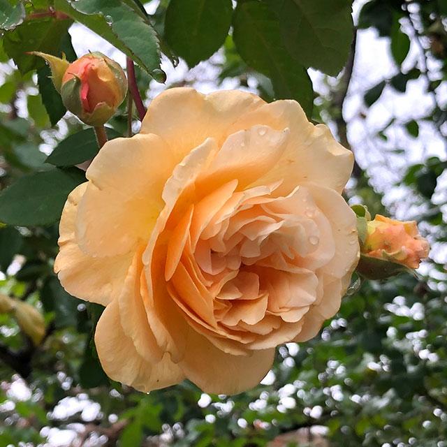 バラ 苗 【つるバラ バフ ビューティー (old) オールドローズ 大輪