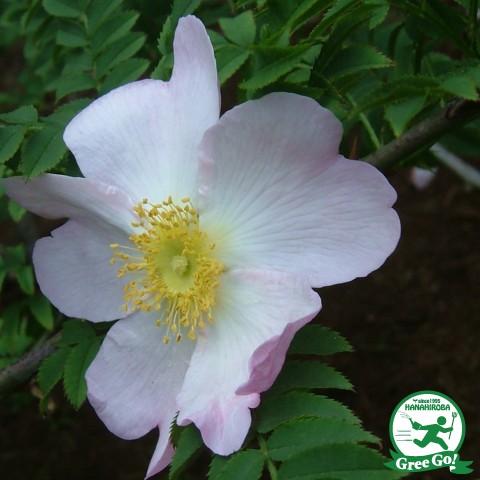 バラ 苗 サンショウバラ Old 1年生 接ぎ木苗 Tn07 155t001 01 苗木の専門店 グリーンでgo 通販 Yahoo ショッピング