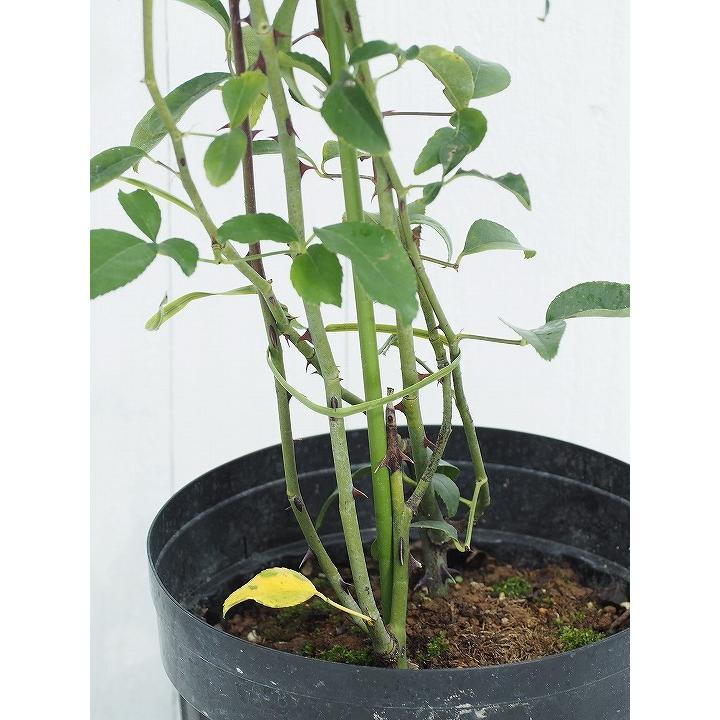 バラ 苗 【ナニワイバラ(CL) 一季咲き】 プラスチック鉢植え : 苗木の