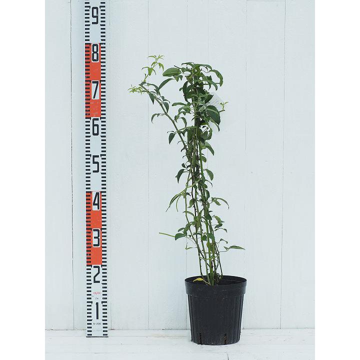 バラ 苗 【ナニワイバラ(CL) 一季咲き】 プラスチック鉢植え : 苗木の