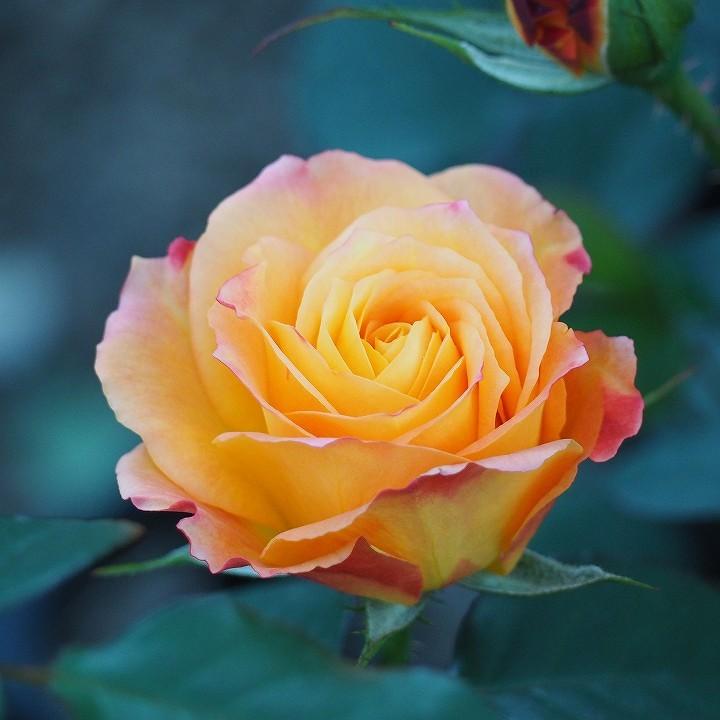 SALE/76%OFF】 バラ 苗 2年生 接ぎ木 大苗 バラ 苗 2年生 接ぎ木大苗 薔薇 ローズ バラ の 苗