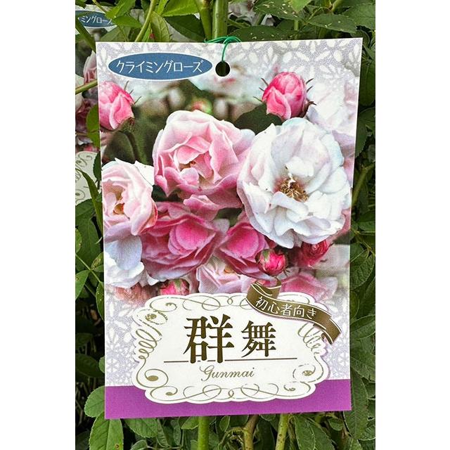 バラ 苗 【つるバラ 群舞 (CL) 小輪 一季咲き】 プラスチック鉢植え