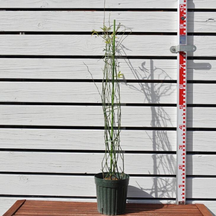 バラ 苗 【つるバラ 群舞 (CL) 小輪 一季咲き】 プラスチック鉢植え