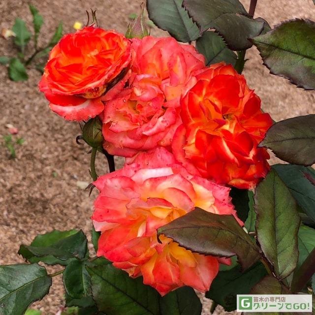 Joechan様専用です♪3点セット！キャラミア パスカリ シラレー バラ苗