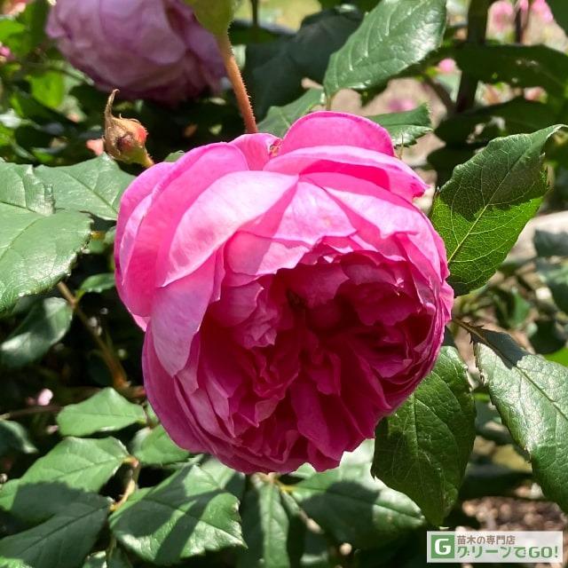 ア*ゃ様 薔薇　バラ苗　入手困難　接木　新苗　CHARLOTTE PERR*** バラ 苗 【ローズゴジャール (HT) 大輪 四季咲き】 1年生 接ぎ木 新苗