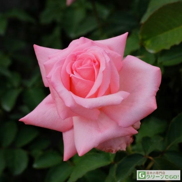 ◇開花後強剪定株 花芽なし◇ <br>バラ 苗 【春芳 （しゅんぽう