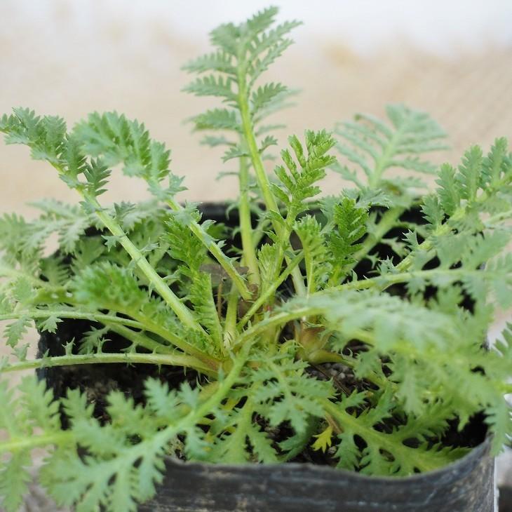 カモミール 苗 【オレンジカモミール】 3号ポット苗 : 苗木の専門店