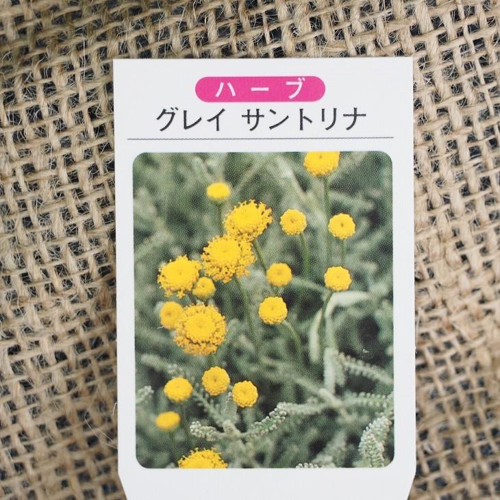 サントリナ 苗 グレーサントリナ 3号ポット苗 Tn08 022n001 01 苗木の専門店 グリーンでgo 通販 Yahoo ショッピング