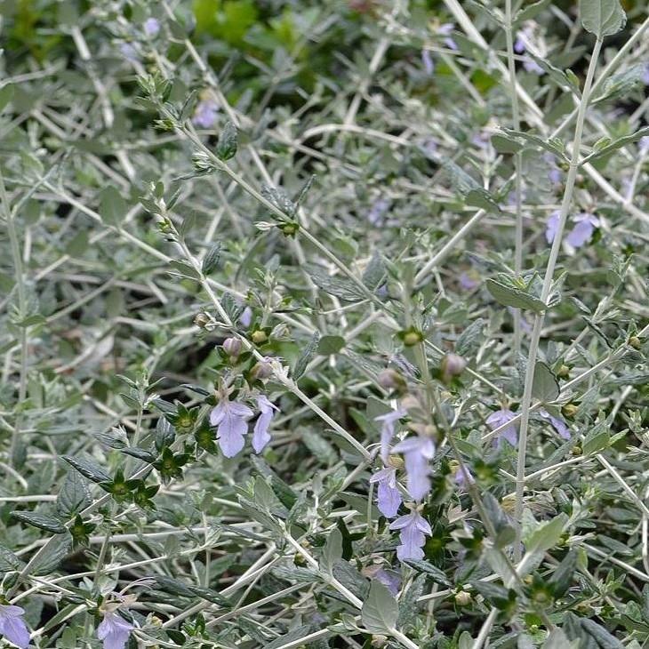 ハーブ 苗 セット ジャーマンダー ツリージャーマンダー 3号ポット苗 5株セット Tn08 023n001 01set 苗木の専門店 グリーンでgo 通販 Yahoo ショッピング