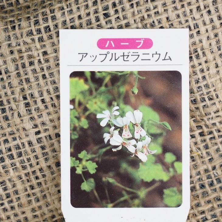 ゼラニウム 苗 【アップル ゼラニウム】 3号ポット苗×5株セット : 苗木