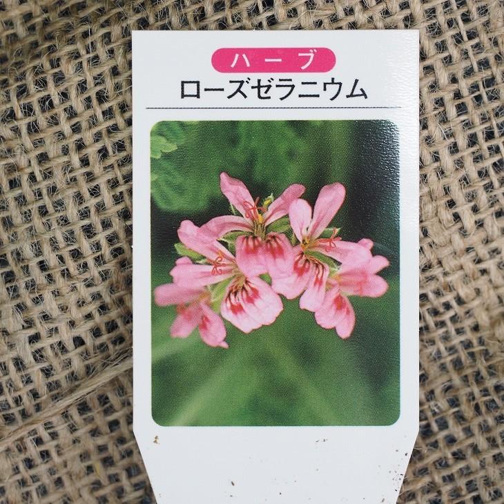 ゼラニウム 苗 ローズゼラニウム 3号ポット苗 5株セット Tn08 040n001 01set 苗木の専門店 グリーンでgo 通販 Yahoo ショッピング