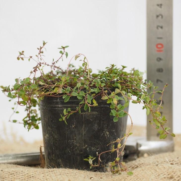 タイム 花 赤 苗 クリーピングタイム 赤花 3号ポット苗 Tn08 053n001 01 苗木の専門店 グリーンでgo 通販 Yahoo ショッピング