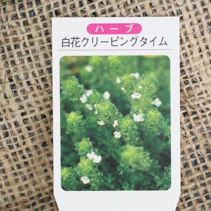 タイム 花 白 苗 クリーピングタイム 白花 3号ポット苗 5株セット Tn08 054n001 01set 苗木の専門店 グリーンでgo 通販 Yahoo ショッピング