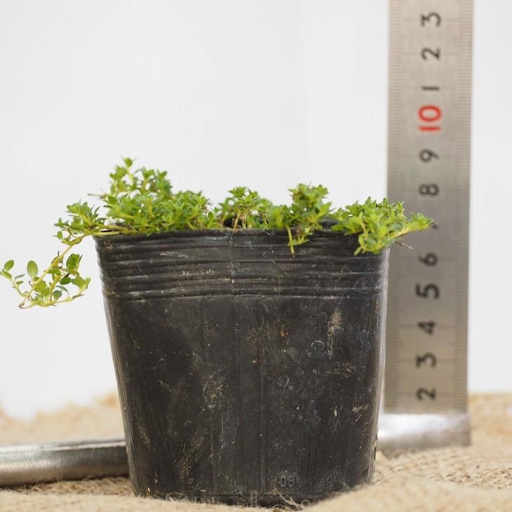 タイム 花 白 苗 クリーピングタイム 白花 3号ポット苗 5株セット Tn08 054n001 01set 苗木の専門店 グリーンでgo 通販 Yahoo ショッピング