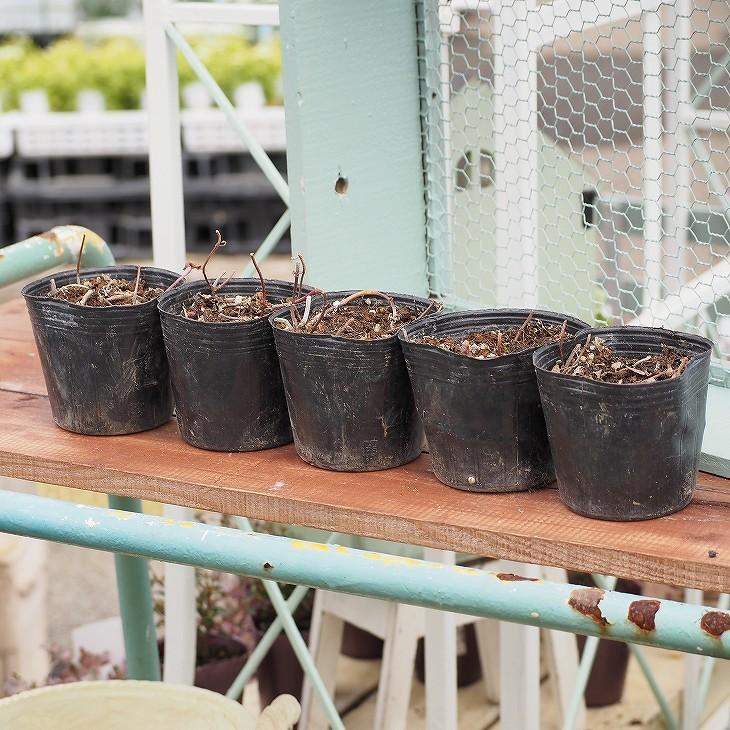 ゼラニウム 苗 ハーブゼラニウム デンチゼラニウム 3号ポット苗 5株セット Tn08 065n001 01set 苗木の専門店 グリーンでgo 通販 Yahoo ショッピング