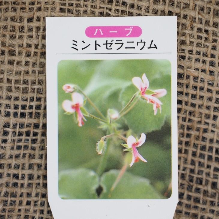 ゼラニウム 苗 【ハーブゼラニウム ミントゼラニウム】 3号ポット苗