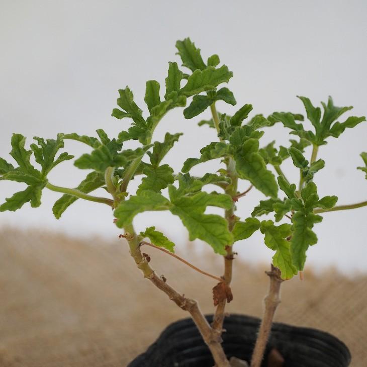 ハーブ ゼラニウム Article