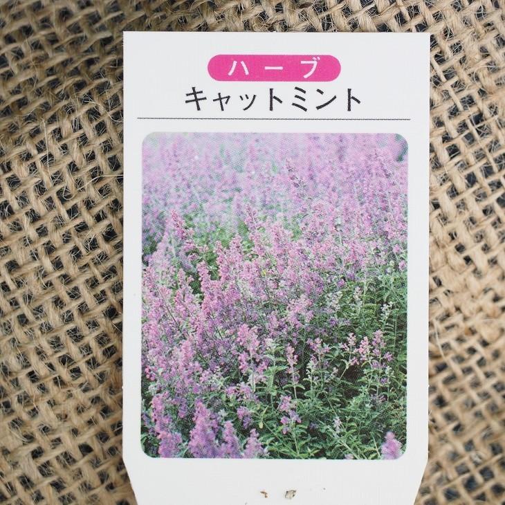 ミント 苗 【キャットミント(ブルー)】 3号ポット苗×5株セット :tn08-099n001-01set:苗木の専門店 グリーンでGO! - 通販 - Yahoo!ショッピング ミント 苗 【キャットミント(ブルー)】 3号ポット苗×5株セット :tn08-099n001-01set:苗木の専門店 グリーンでGO! - 通販 - Yahoo!ショッピング