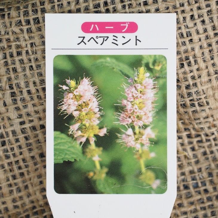 今ダケ送料無料 ミント 苗 スペアミント 3号ポット苗 市販