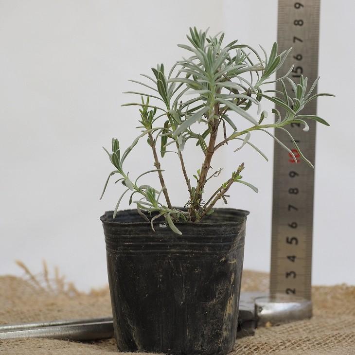 ラベンダー ハーブ 苗 【インプレスパープル （ラバンジン系）】 3号