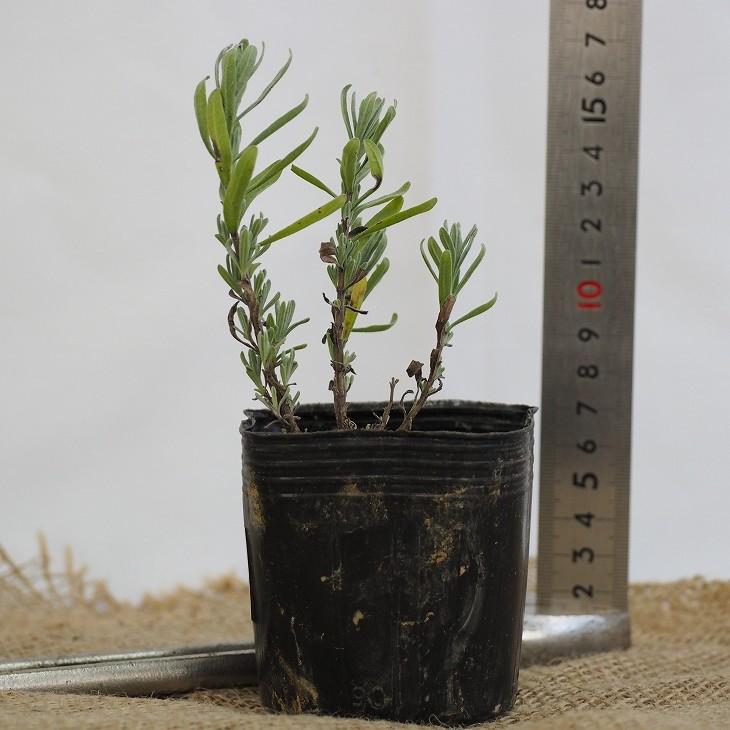 ラベンダー ハーブ 苗 【マンステット （スパイカ系）】 3号ポット苗