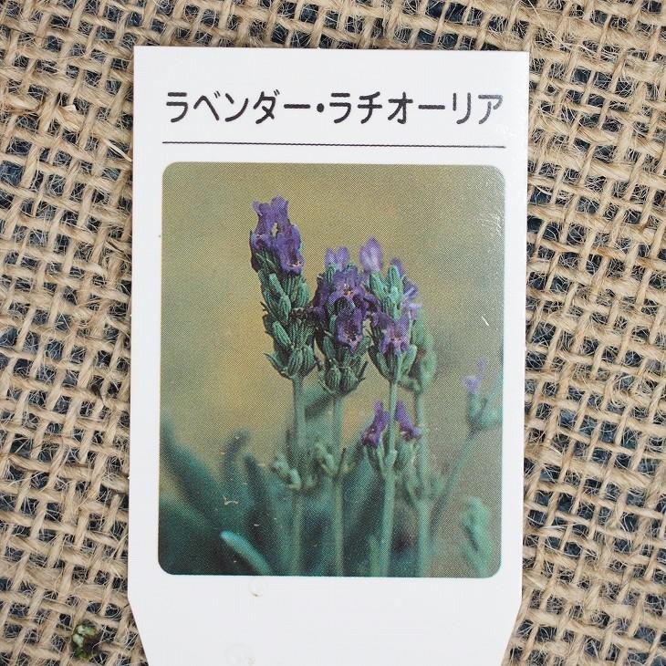 ラベンダー ハーブ 苗 ラチオーリア 3号ポット苗 Tn08 158n001 01 苗木の専門店 グリーンでgo 通販 Yahoo ショッピング