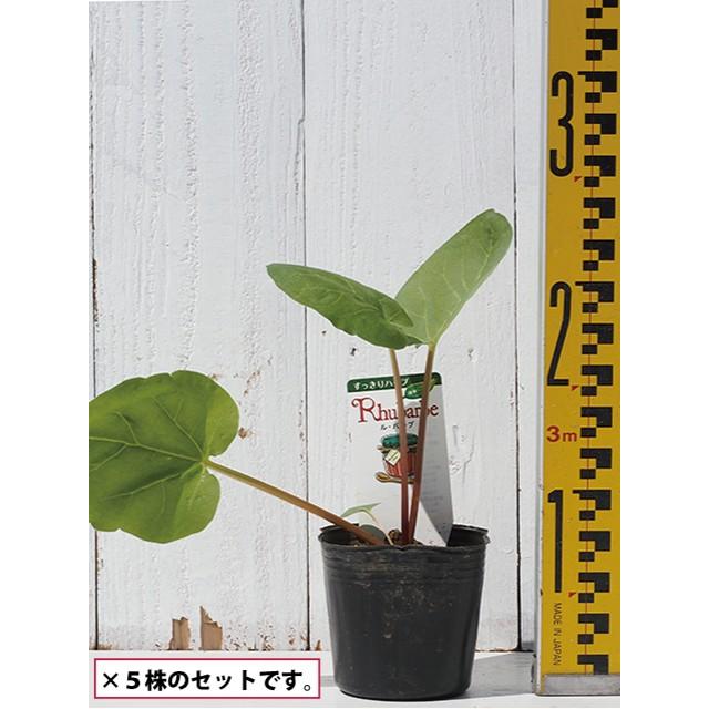 ルバーブ 苗 【ルバーブ】 3号ポット苗×5株セット : 苗木の専門店
