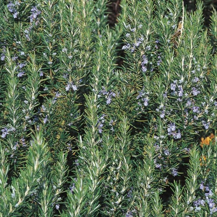 ローズマリー 立性 苗 トスカナブルー 立性タイプ 3号ポット苗 Tn08 187n001 01 苗木の専門店 グリーンでgo 通販 Yahoo ショッピング