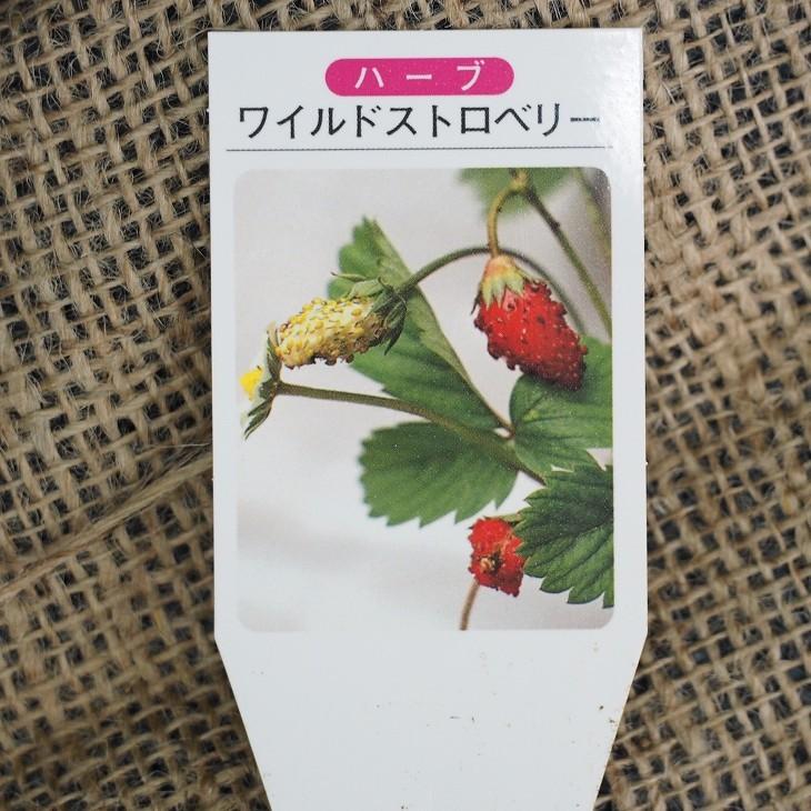 ワイルドストロベリー 苗 ワイルドストロベリー 赤実 3号ポット苗 Tn08 1n001 01 苗木の専門店 グリーンでgo 通販 Yahoo ショッピング