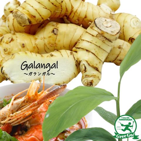 ガランガル 苗 【タイショウガ カー】 ポット苗 : 苗木の専門店