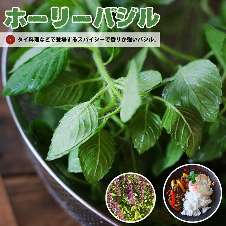 バジル 苗 ホーリーバジル 3号ポット苗 Tn08 216n001 01 苗木の専門店 グリーンでgo 通販 Yahoo ショッピング