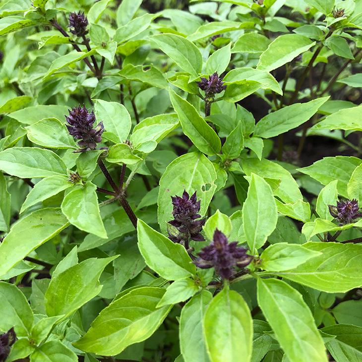 超定番 バジル 苗 3号ポット苗 ホーリーバジル