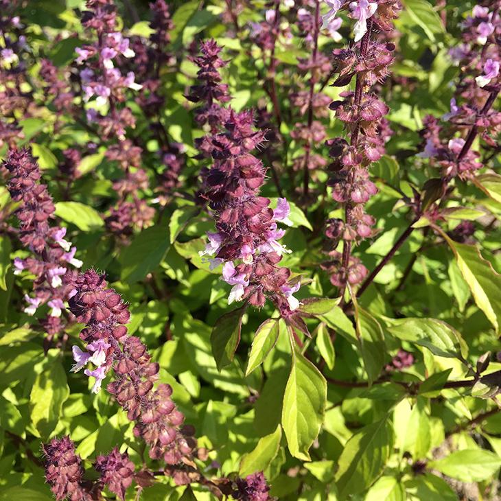 超定番 バジル 苗 3号ポット苗 ホーリーバジル