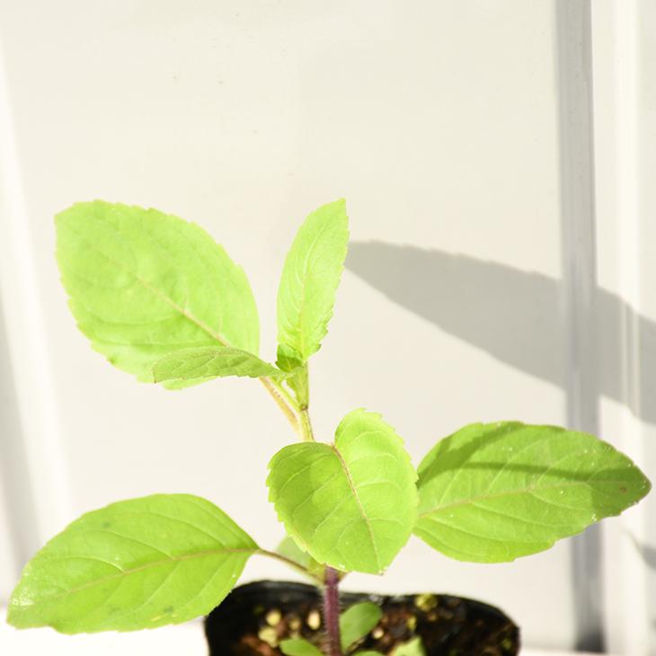 超定番 バジル 苗 3号ポット苗 ホーリーバジル