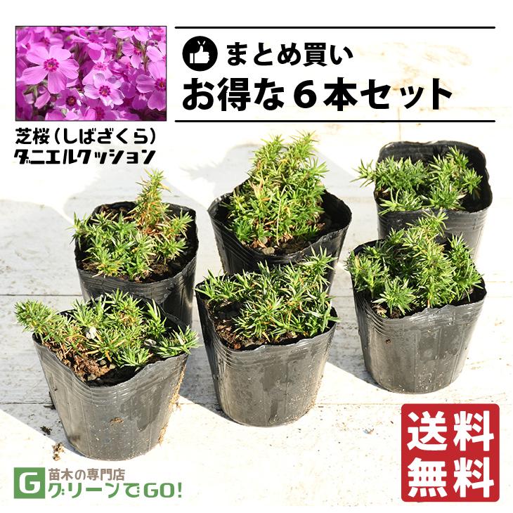 ◇送料無料◇ 芝桜 （シバザクラ） 苗 【ダニエルクッション】 3号