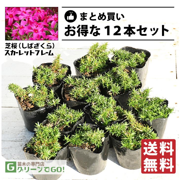 ◇送料無料◇ 芝桜 （シバザクラ） 苗 【スカーレットフレーム】 3号