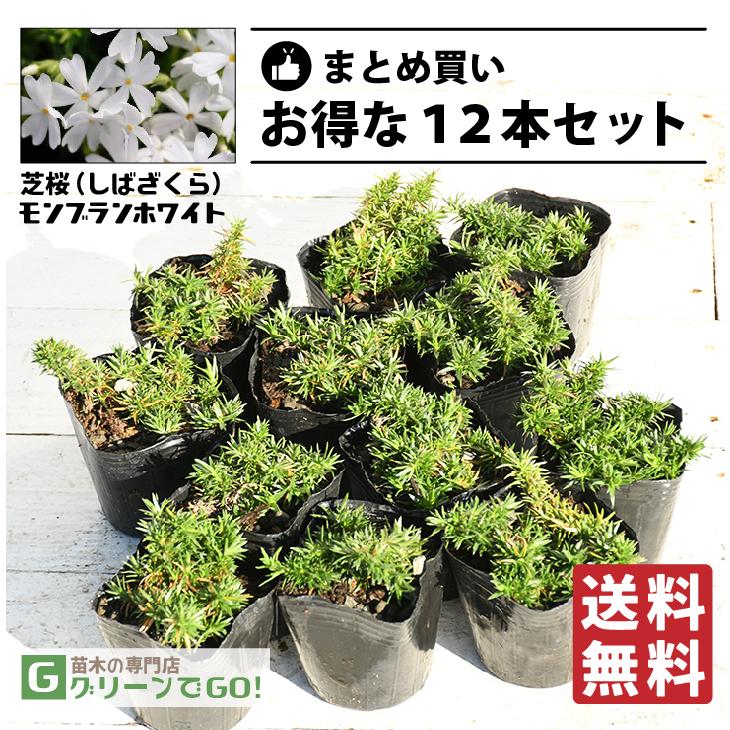 【芝桜】バナナ　苗セット ◇送料無料◇ 芝桜 （シバザクラ） 苗 【モンブランホワイト】 3号