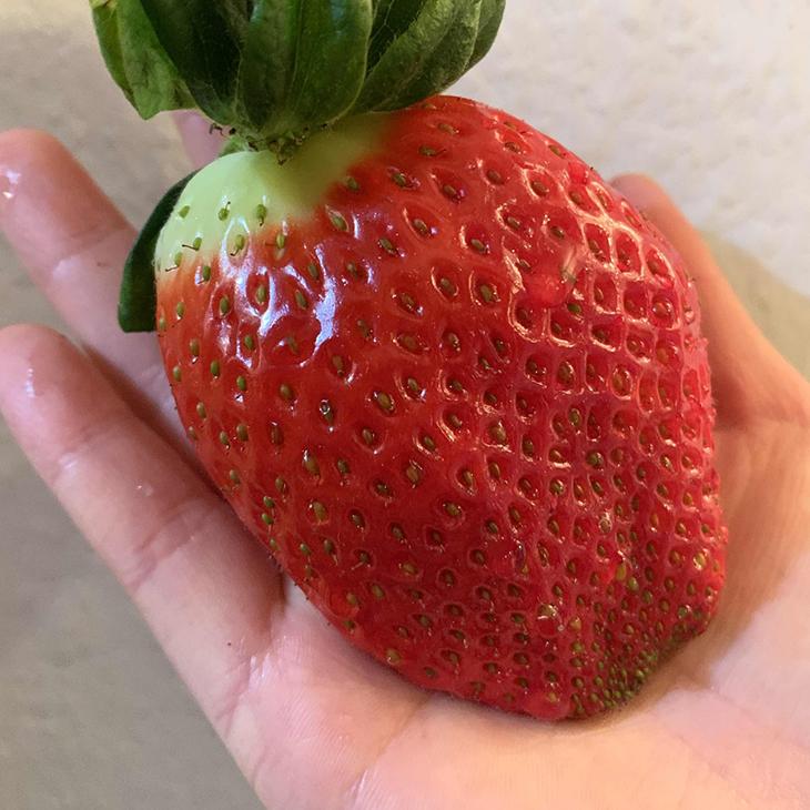 いちご 苗 赤大福 3号ポット苗 Tn09 357n001 01 苗木の専門店 グリーンでgo 通販 Yahoo ショッピング