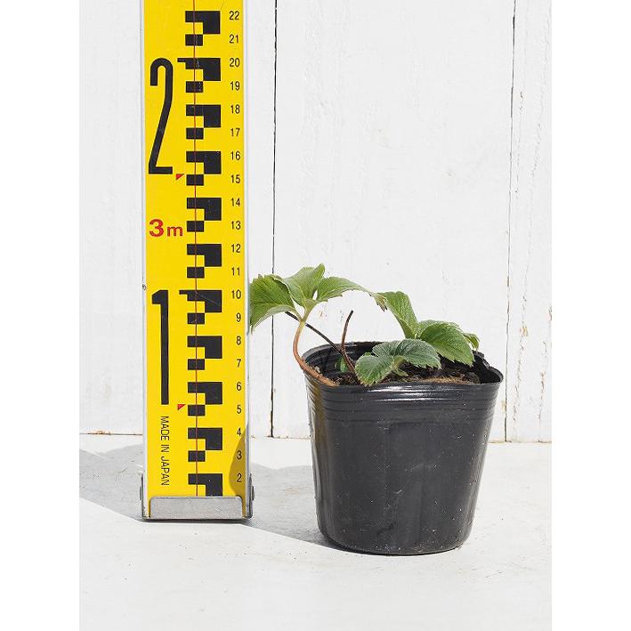 いちご 苗 【カレンベリー】 3号ポット苗 : 苗木の専門店 グリーンでGO