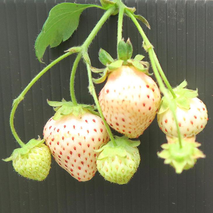 いちご 苗 セール価格 白いちご 白蜜香 しろみつか 3号ポット苗