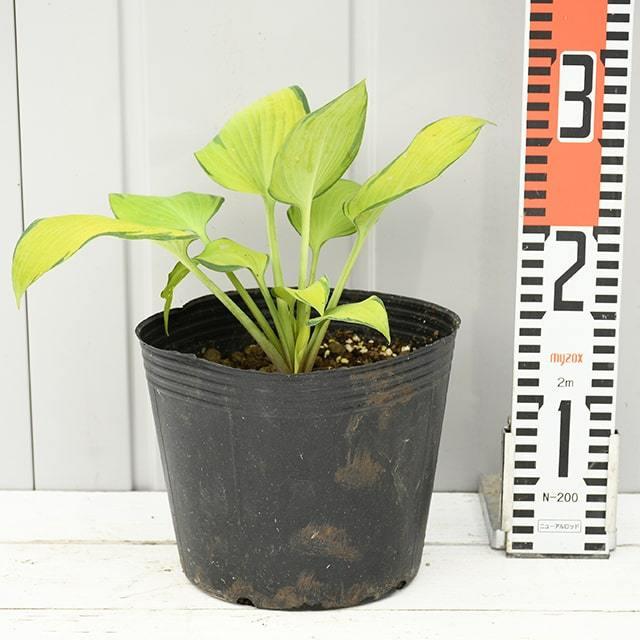 ギボウシ 苗 【ジューン】 大株 （充実株） : 苗木の専門店 グリーンで