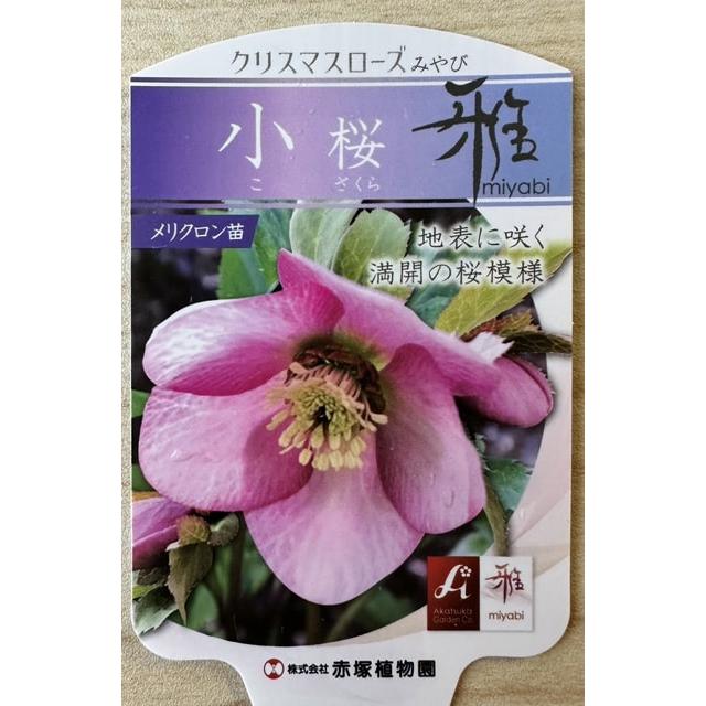 クリスマスローズ 【小桜 （こざくら）】 ポット苗 : 苗木の専門店