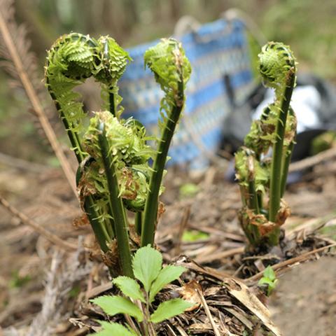 コゴミ 苗 【コゴミ 大株】 プラスチック鉢植え : 苗木の専門店