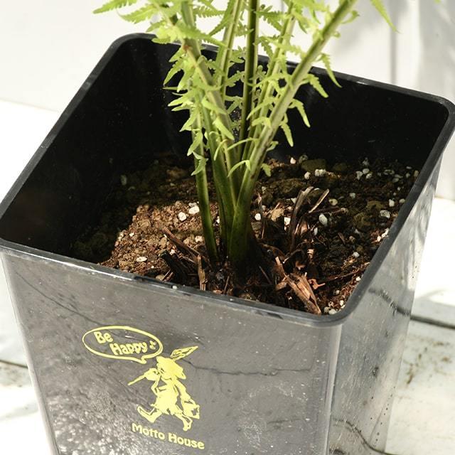 コゴミ 苗 【コゴミ 大株】 プラスチック鉢植え : 苗木の専門店